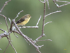 Lesser Goldfinch female